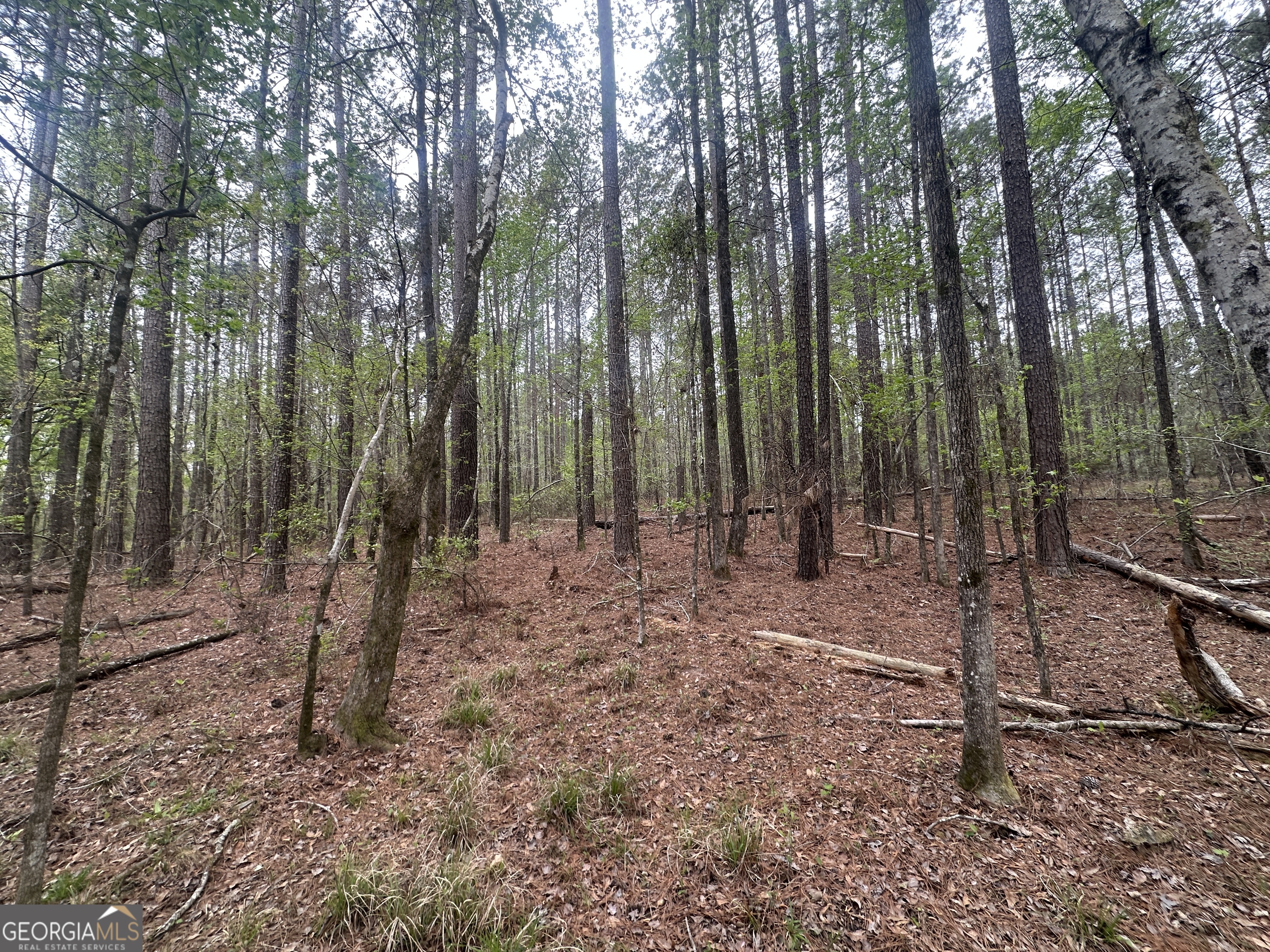 0 Fred Chance Road Millen, GA 30442 - Photo 4 of 19
