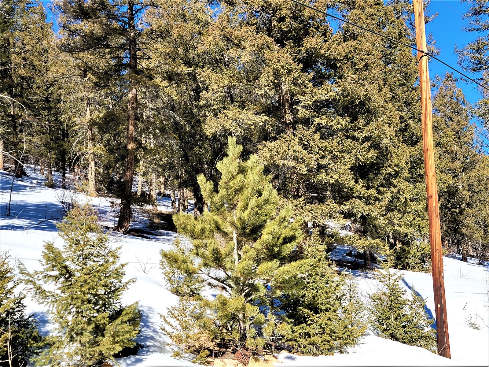 1303 Redhill Road Fairplay, CO 80440 - Photo 9 of 22 Gallery Image 9