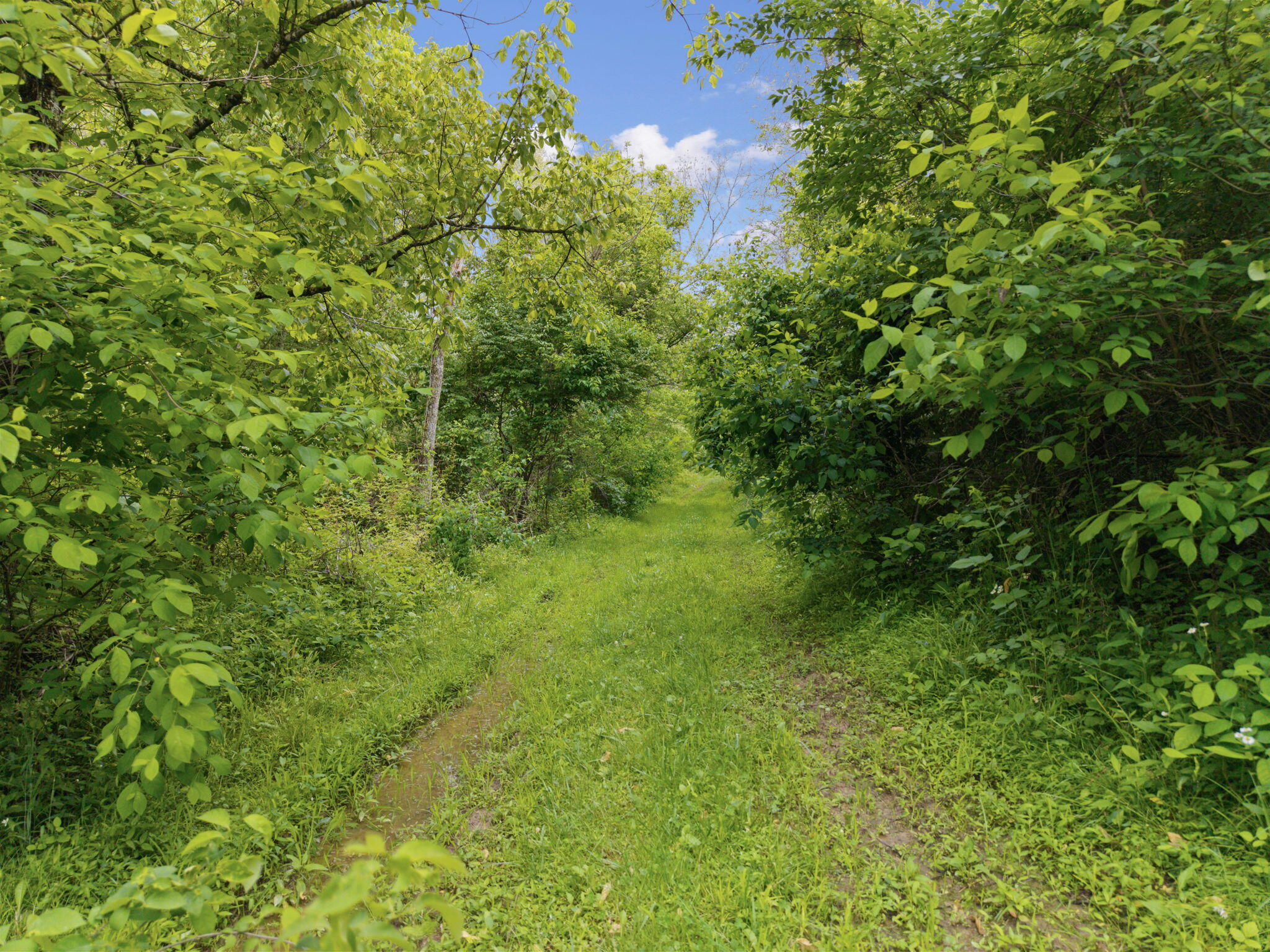925 Lockmier Road Augusta, KY 41002 - Photo 8 of 50