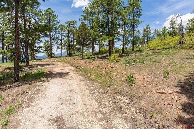 a view of dirt yard with a large tree