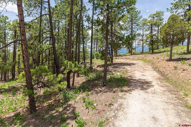 a view of road and trees