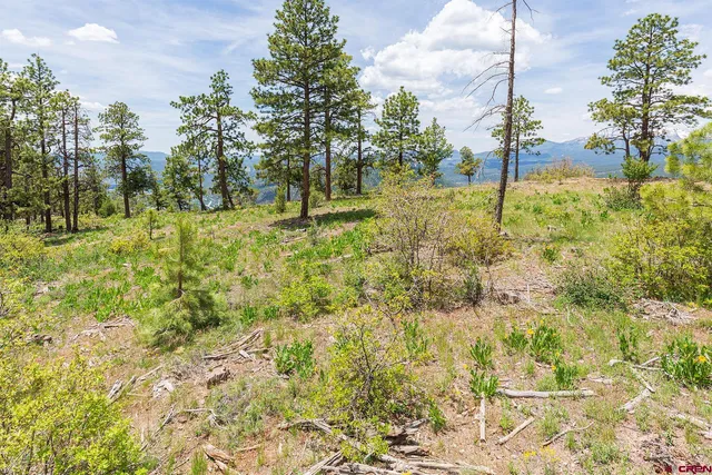a view of yard with tree