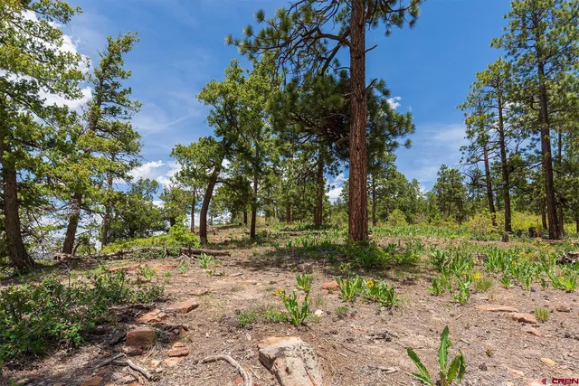 a view of a yard with plants and trees