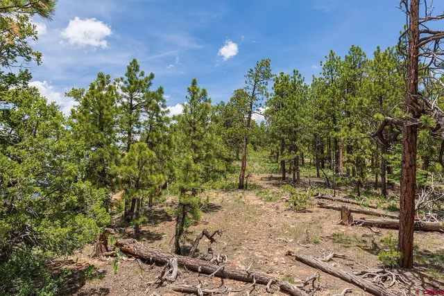 a view of a yard with plants