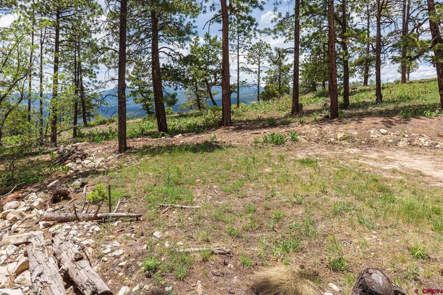 a view of a tree in a yard