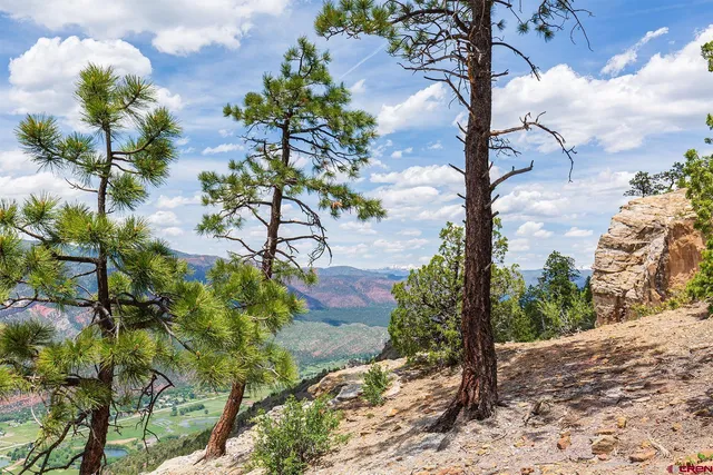 a view of a yard with plants