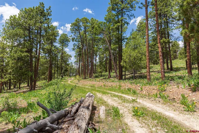 a view of a backyard with large trees