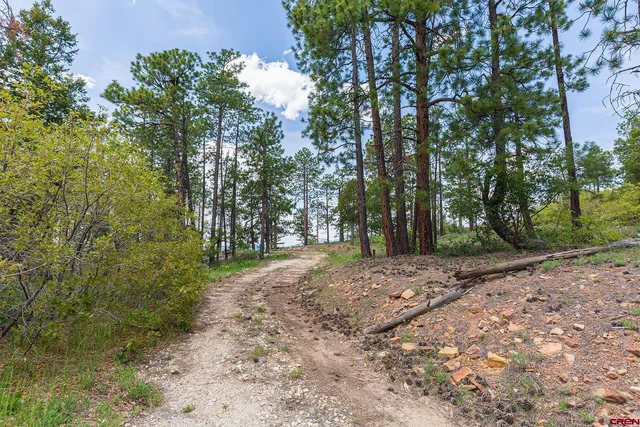 a view of a yard with plants and trees