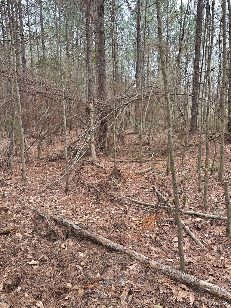 0 Freddie Whiddon Road Webb, AL 36376 - Photo 9 of 17