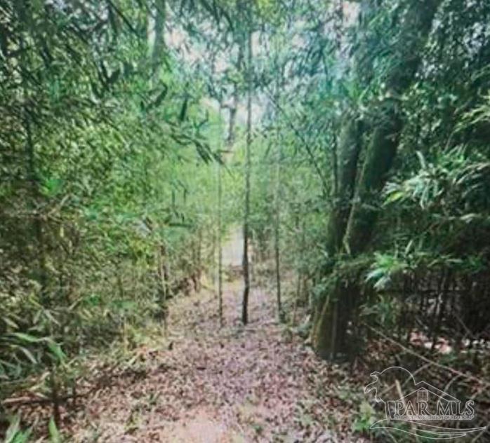 0 West Woodhaven Dairy Road West Silverhill, AL 36576 - Photo 2 of 4 a view of a forest with trees in the background