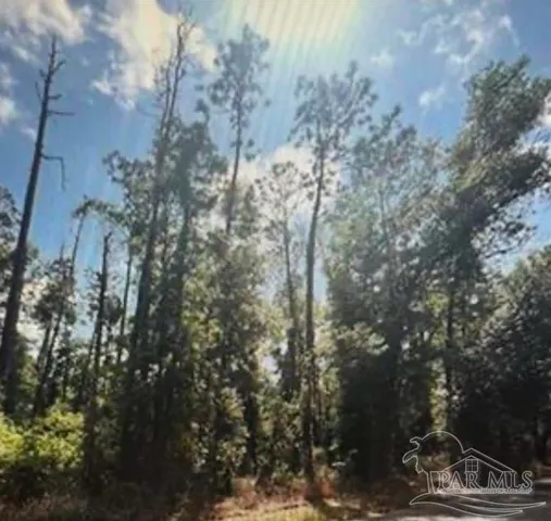 a view of a tree in a yard