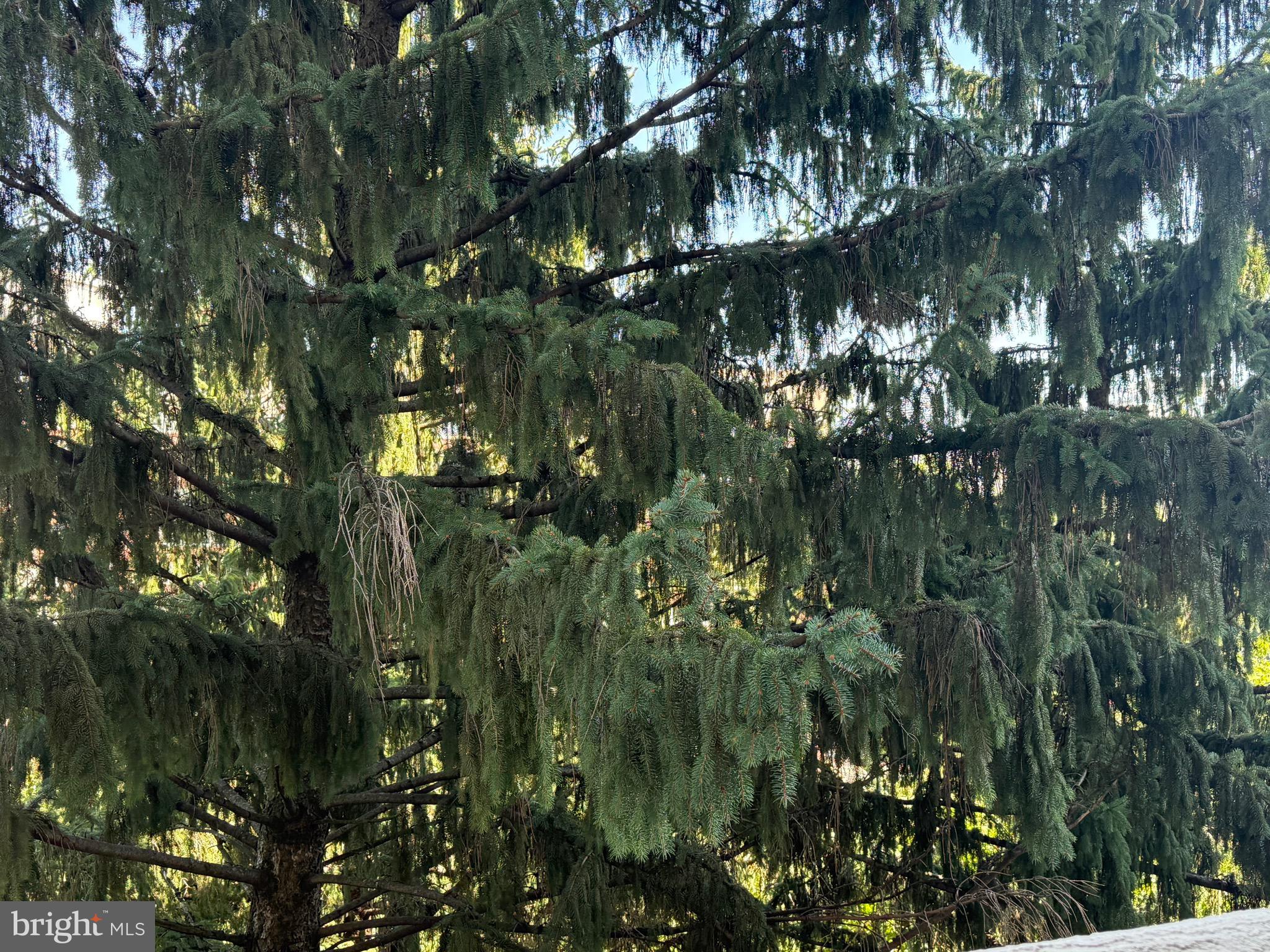 1101 South Arlington Ridge Road, Unit 214 Arlington, VA 22202 - Photo 31 of 41 a view of a tree in a garden