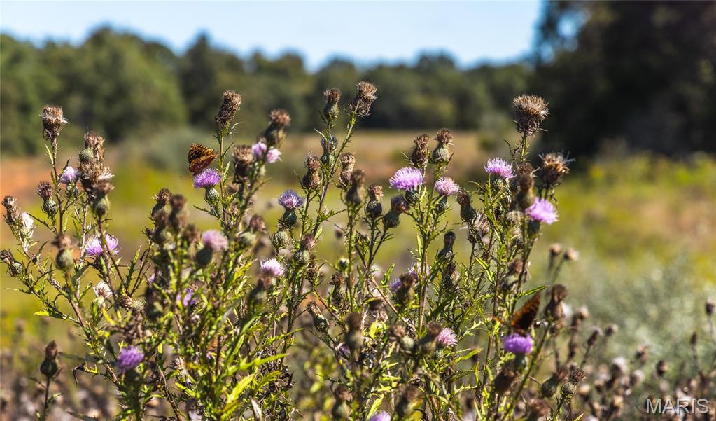 5225 Engledow Road De Soto, MO 63020 - Photo 13 of 50