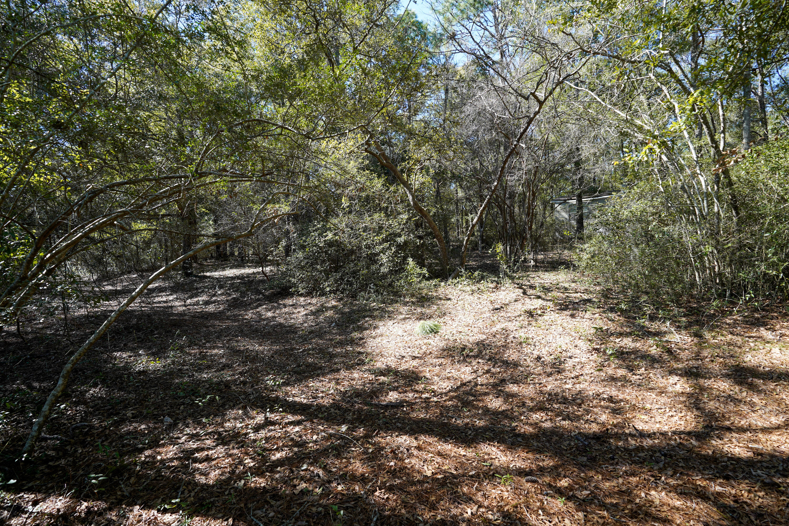 299 Holley King Road DeFuniak Springs, FL 32433 - Photo 34 of 40 a view of a forest that has a tree