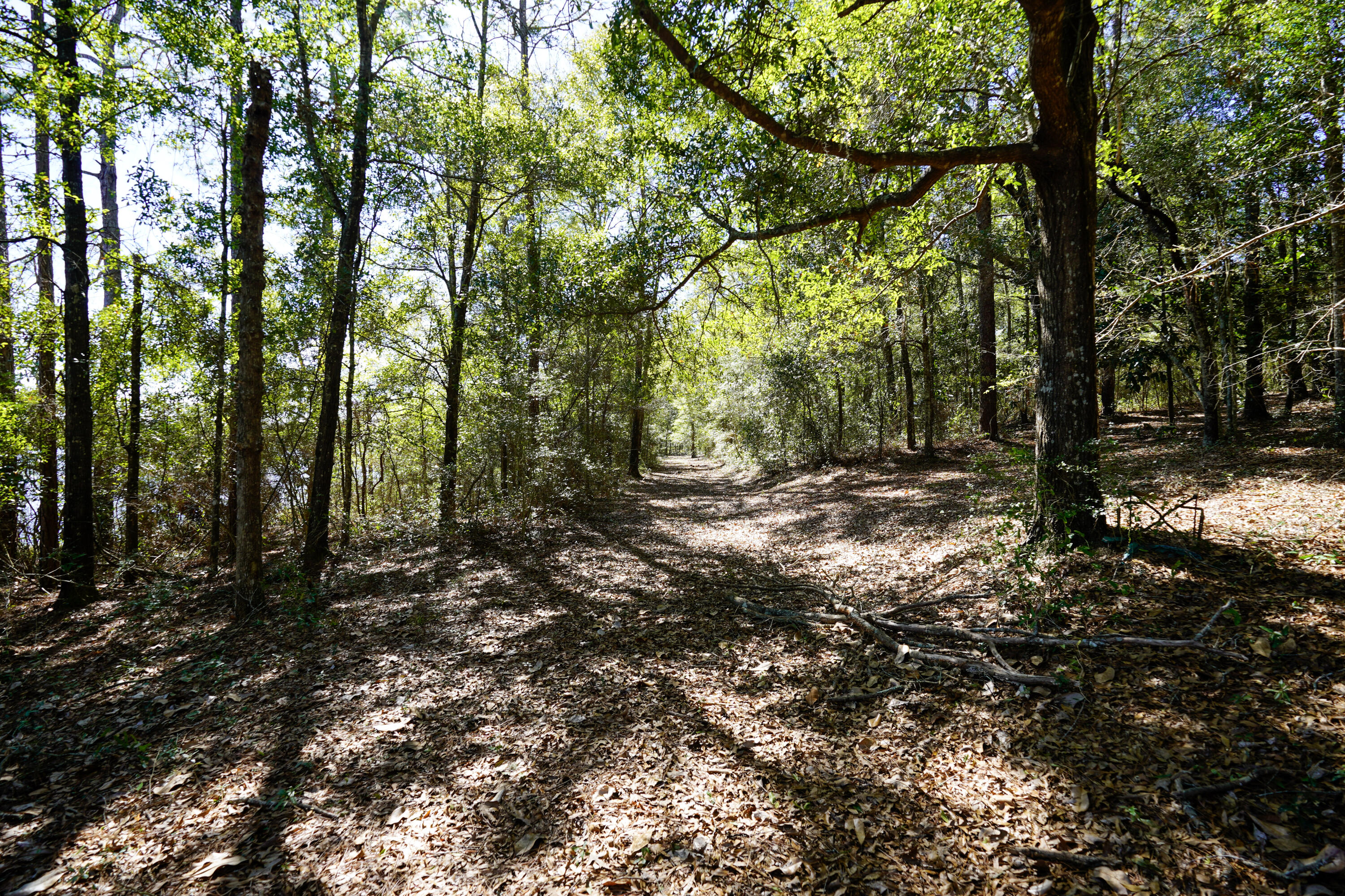 299 Holley King Road DeFuniak Springs, FL 32433 - Photo 35 of 40 a backyard of a house with lots of green space