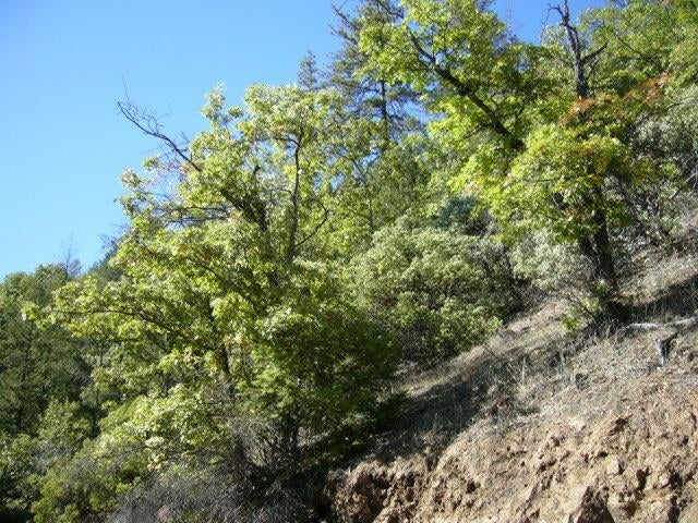 122 Acres Off Usfs Road Happy Camp, CA 96039 - Photo 16 of 25 Gallery Image 16