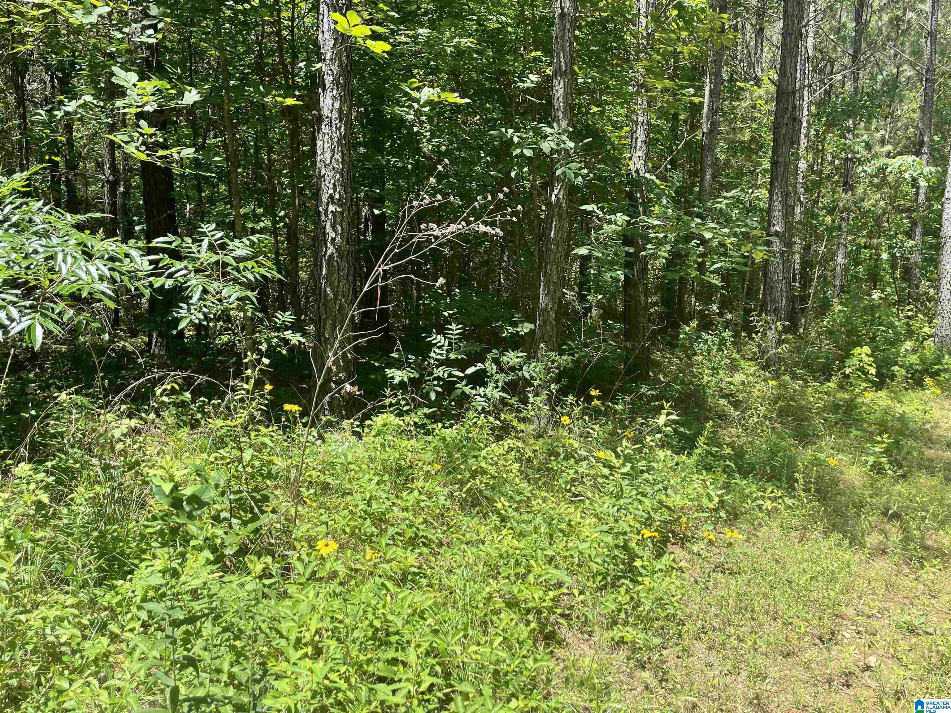 0 Chelsea Farms Road, Unit 24 Chelsea, AL 35043 - Photo 16 of 37