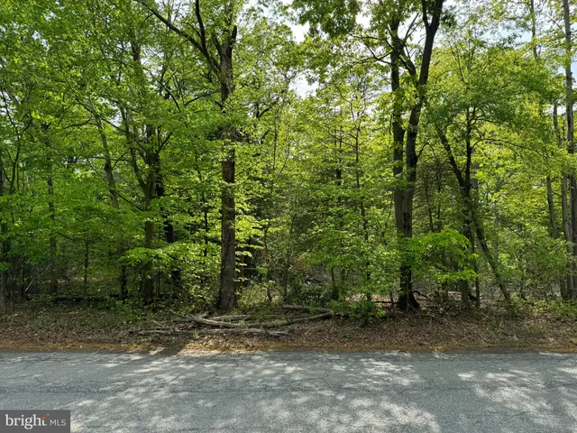 a view of a yard with plants and trees
