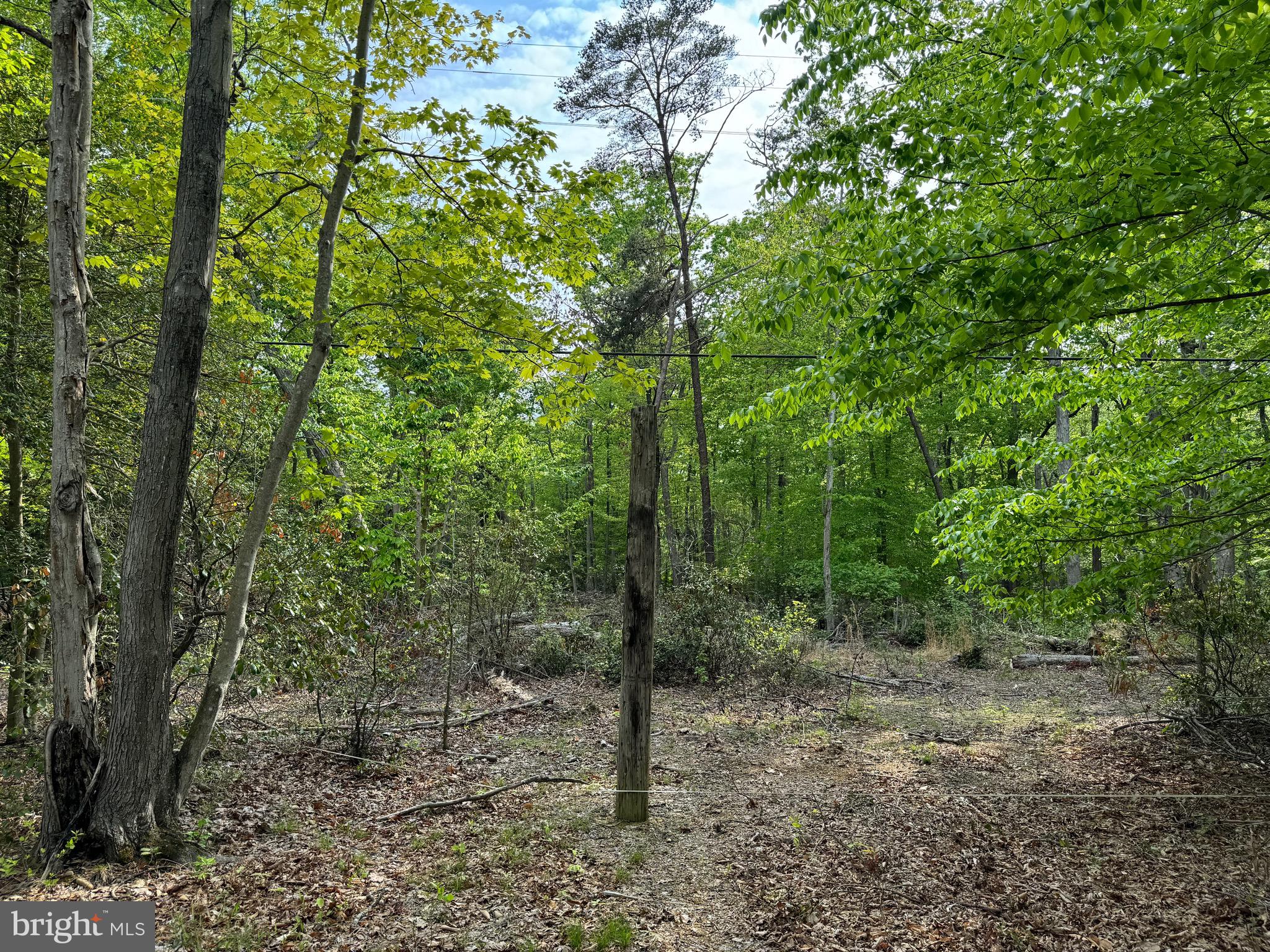 Old Marshall Hall Road Accokeek, MD 20607 - Photo 4 of 6 a view of a forest with trees