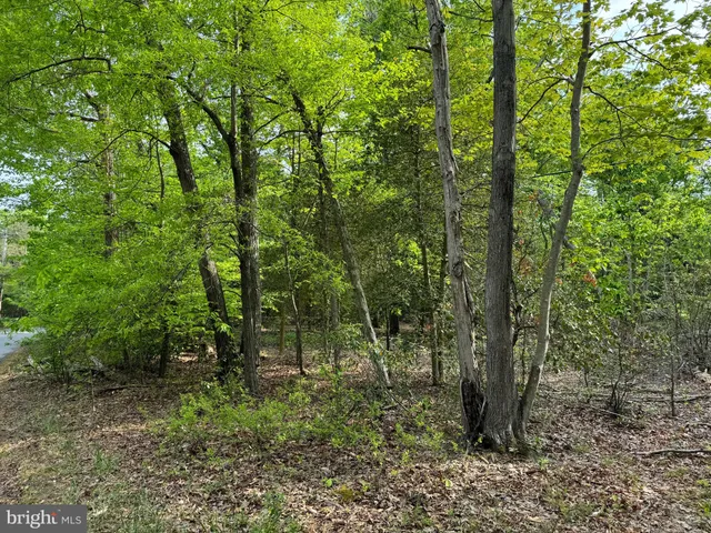 a view of a forest with trees