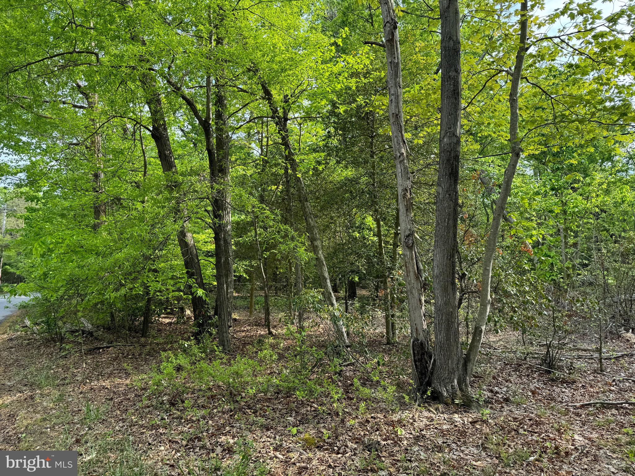 Old Marshall Hall Road Accokeek, MD 20607 - Photo 5 of 6 a view of a forest with trees