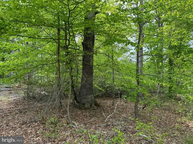 a view of a forest with trees