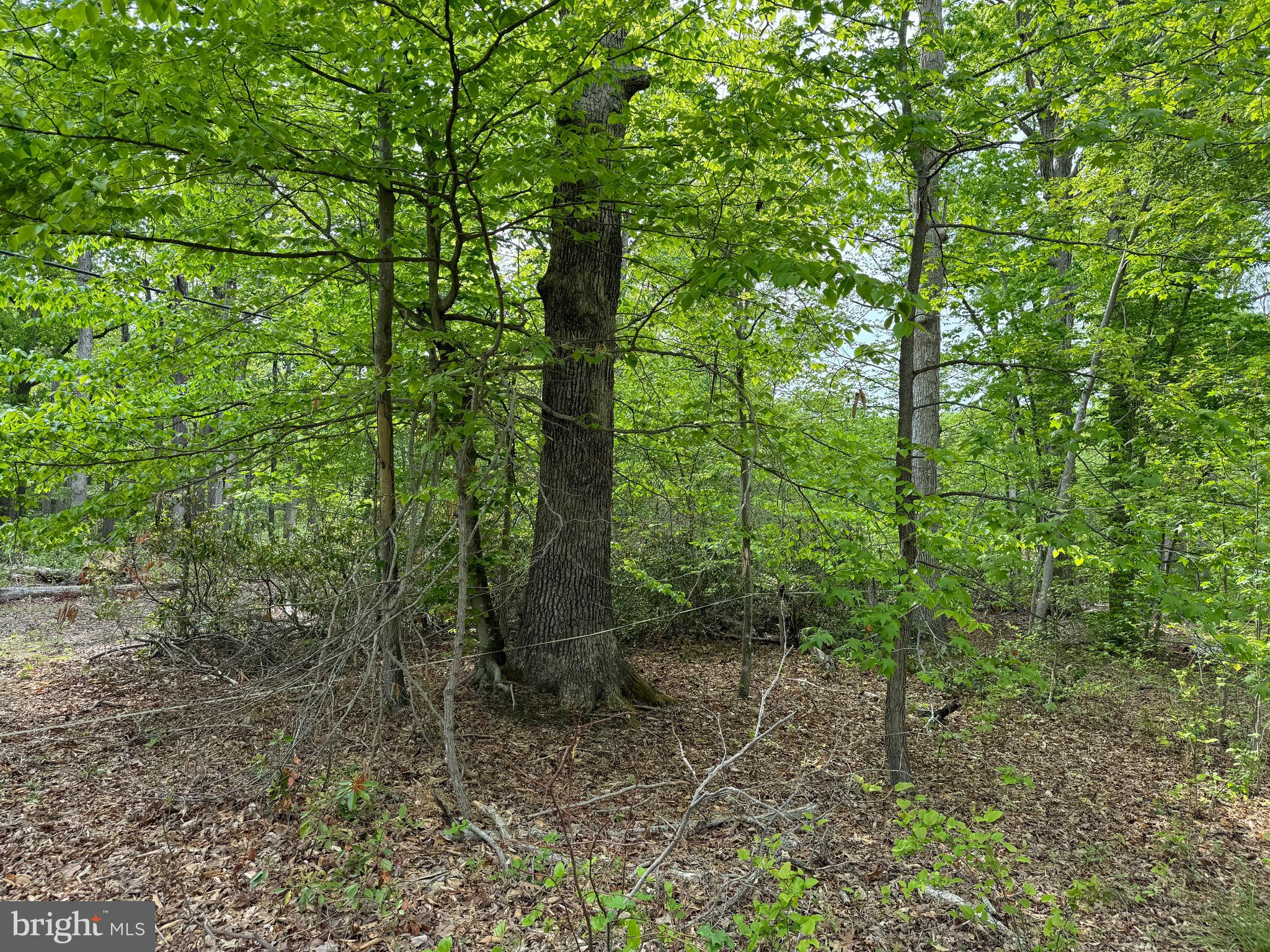 Old Marshall Hall Road Accokeek, MD 20607 - Photo 6 of 6 a view of a forest with trees