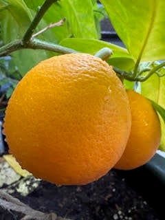 995 Suncrest Road Talent, OR 97540 - Photo 70 of 96 oranges