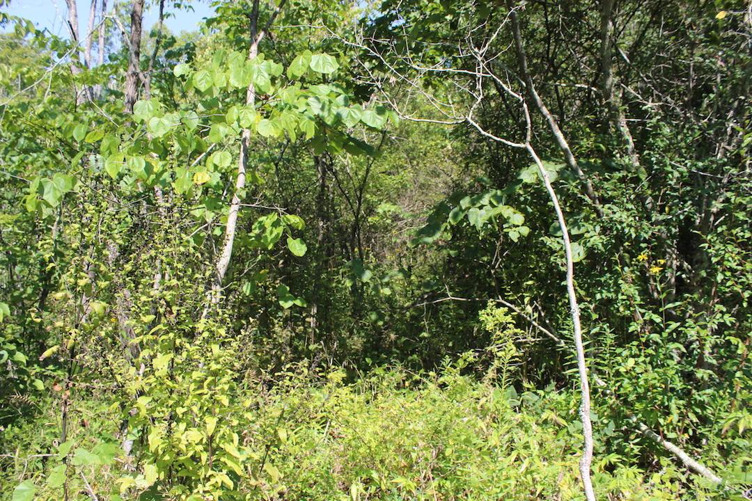 0 Bald Eagle Road Malta, OH 43758 - Photo 21 of 42