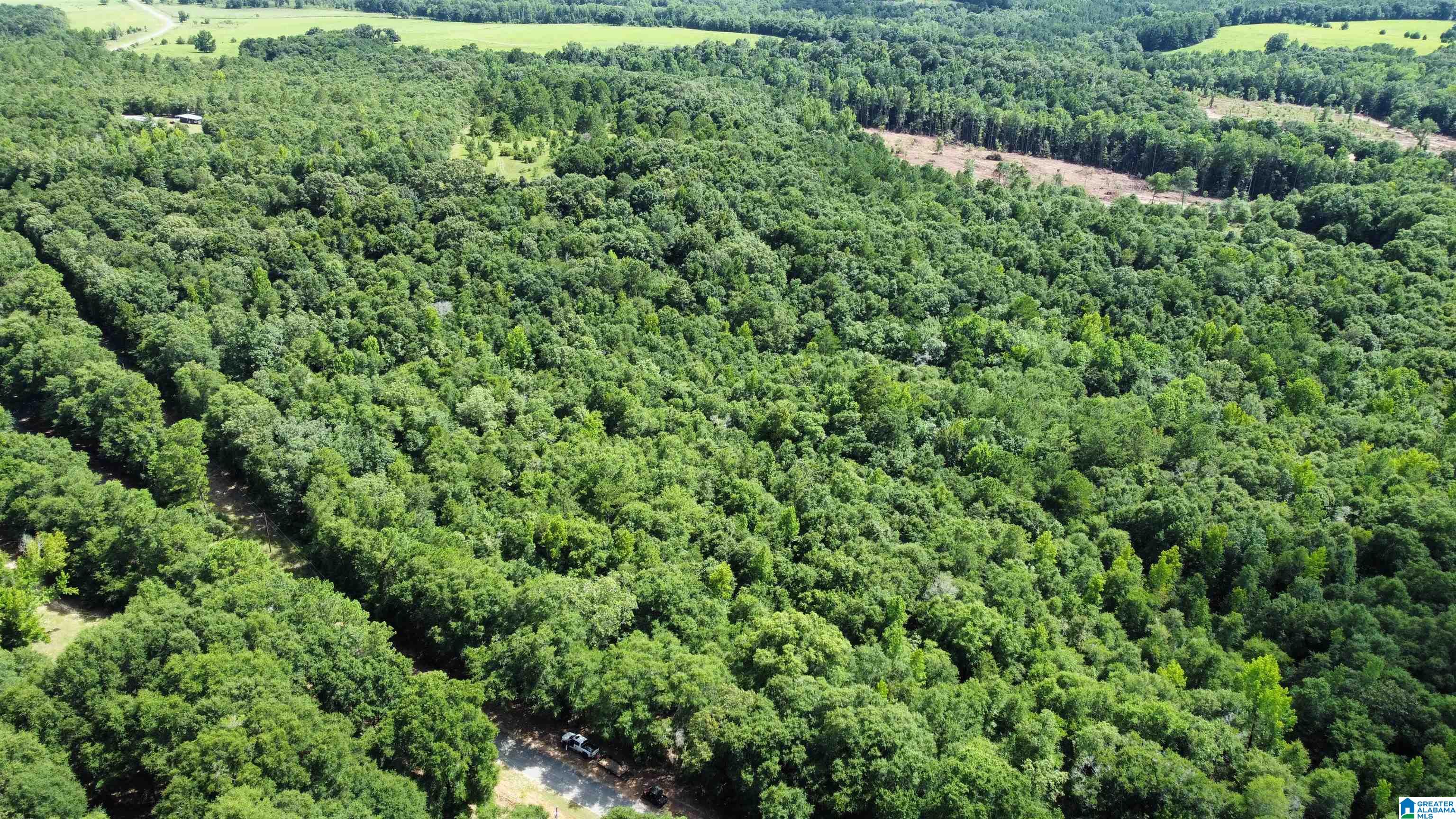 0 County Road 65 Abbeville, AL 36310 - Photo 4 of 24