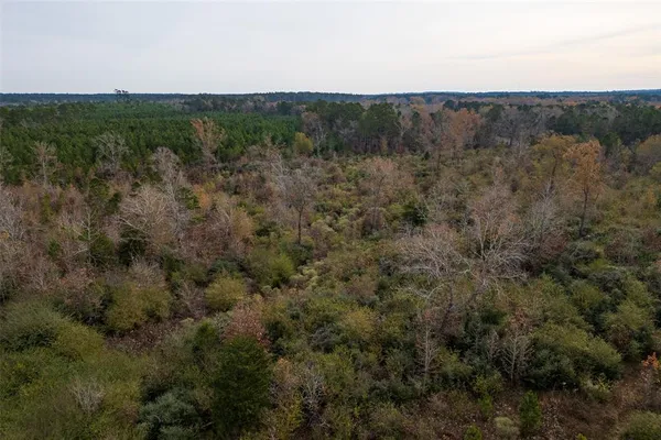 a view of a forest with trees in the background