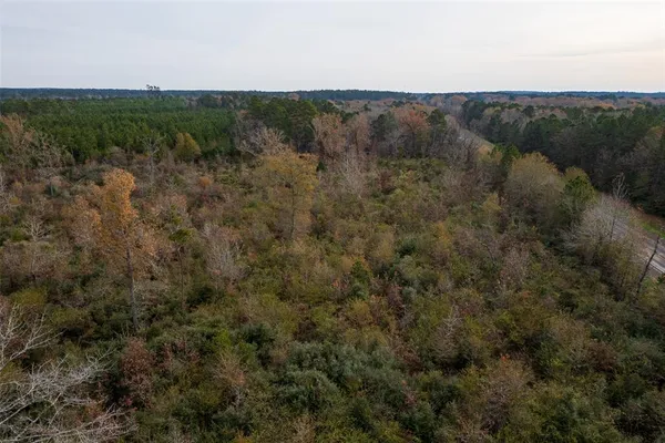 a view of a forest with trees in the background