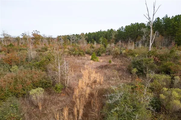 a view of a forest with trees in the background