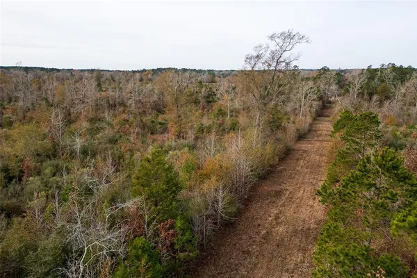 a view of a bunch of trees with bushes