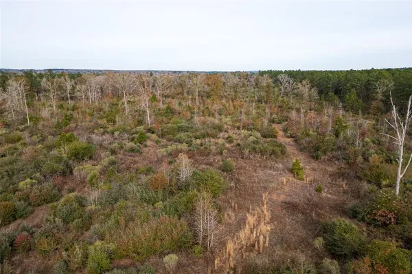 a view of a forest with a trees