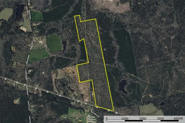 a close up of a tree in a garden