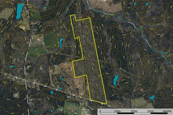 a view of a lush green forest