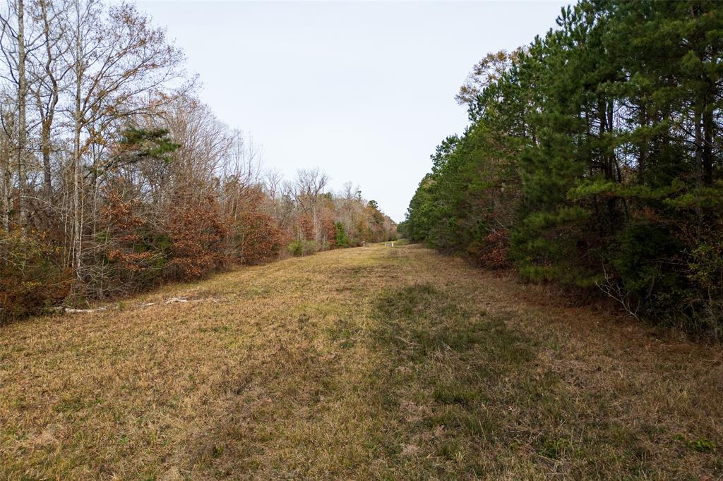 0 State Highway Nacogdoches, TX 75964 - Photo 4 of 20 a view of a yard with trees
