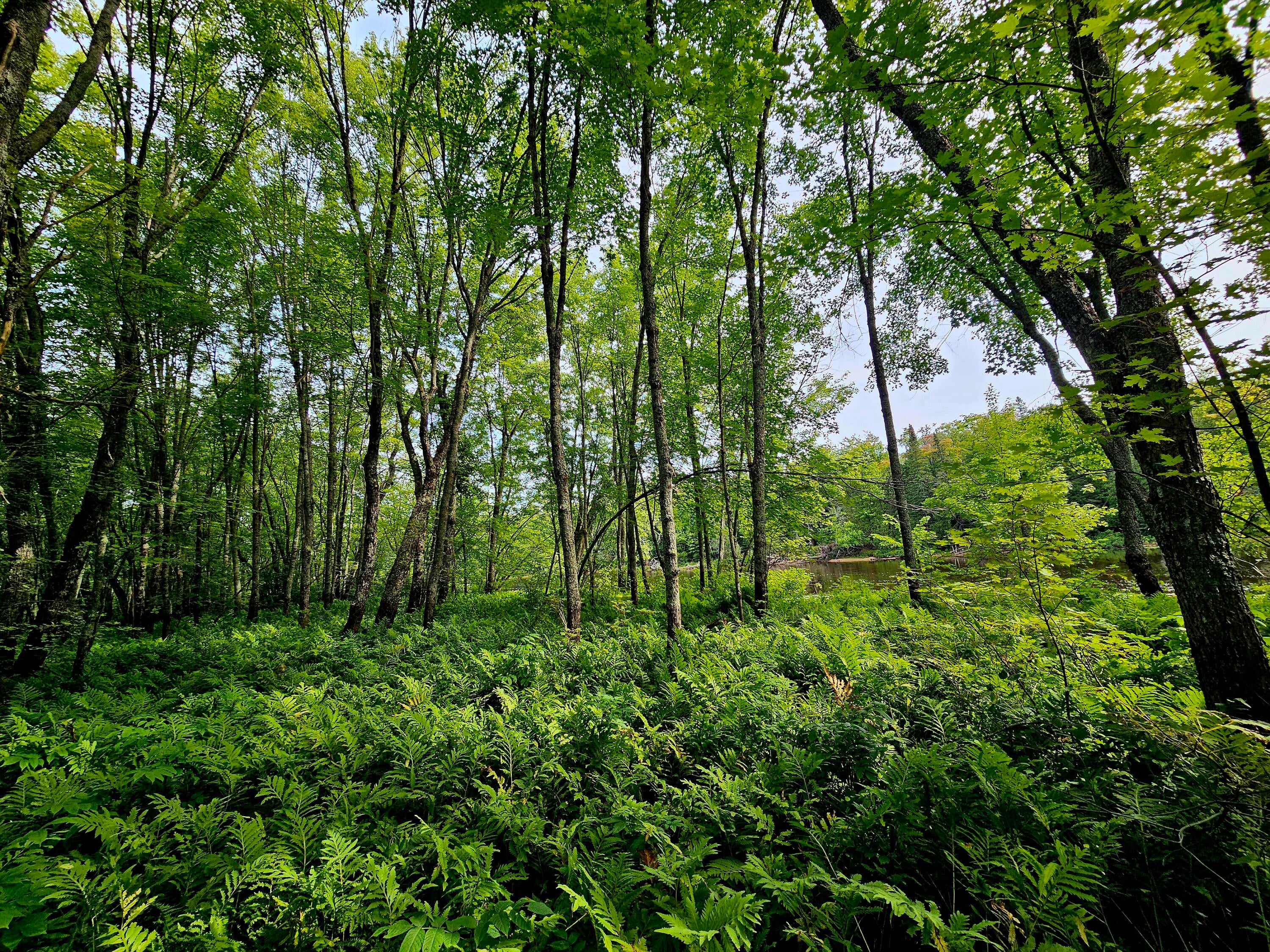 0 Smith Road Newberry, MI 49868 - Photo 11 of 31 Gallery Image 11