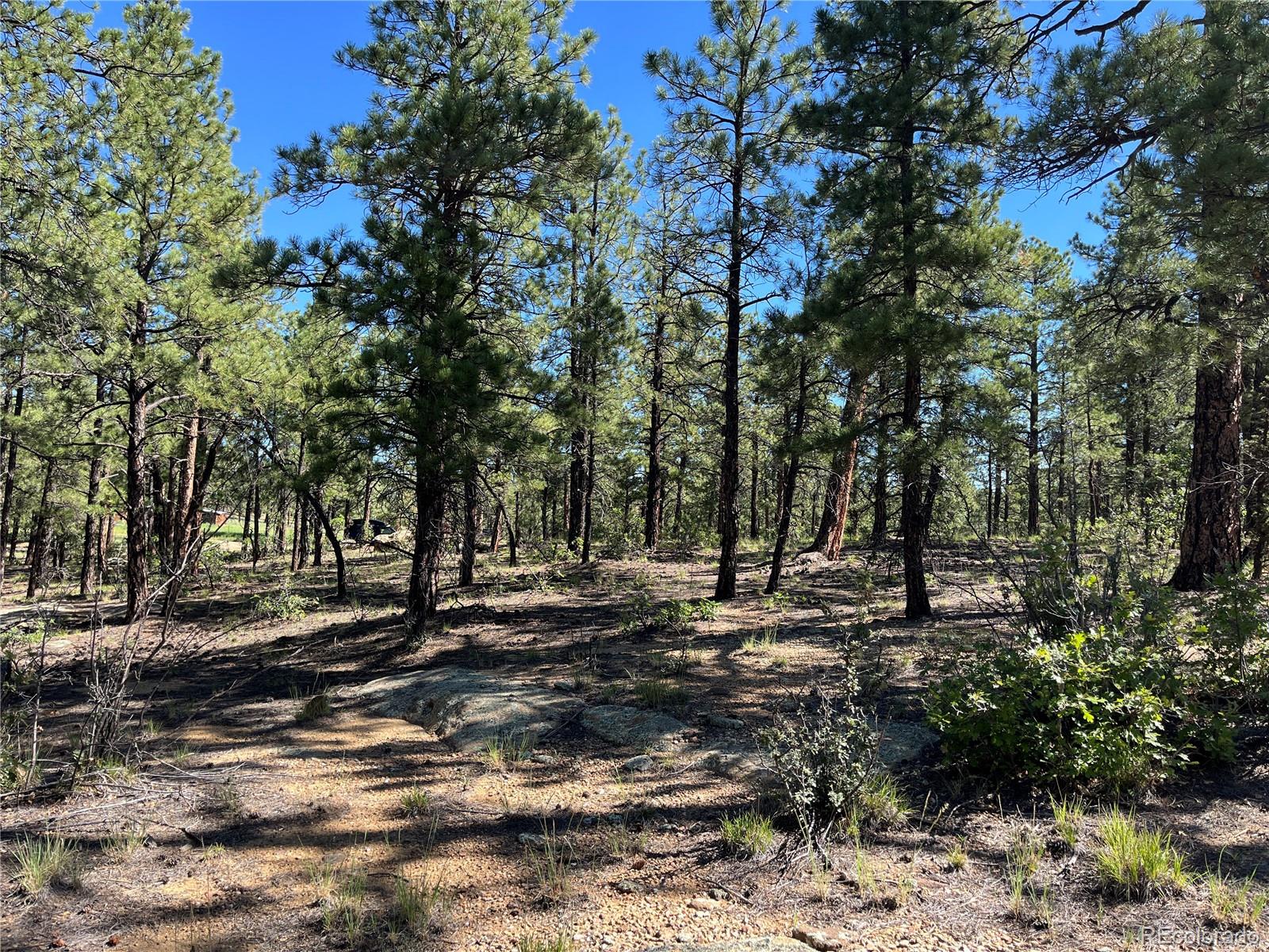 14200 County Road Weston, CO 81091 - Photo 17 of 42 a view of a backyard with large trees