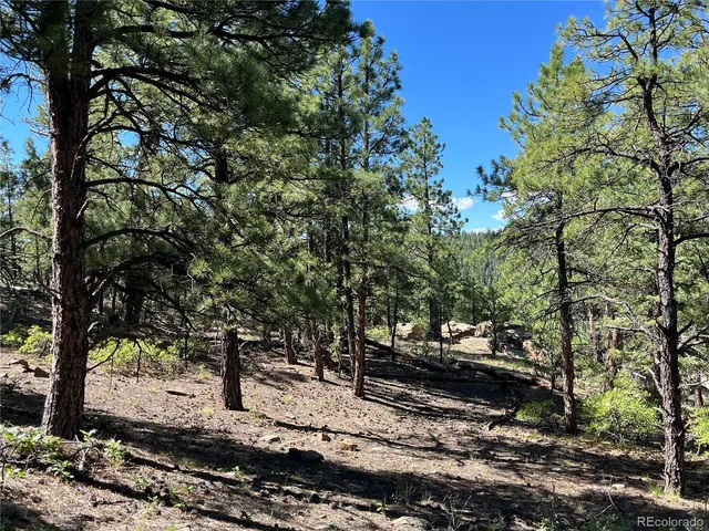 a view of a yard with plants and trees