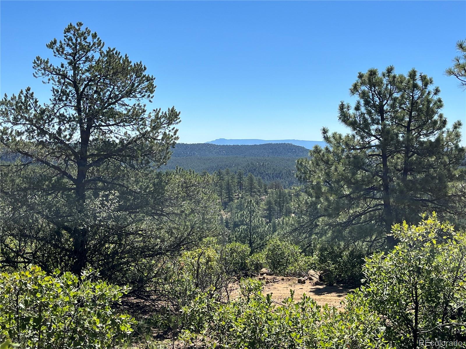 14200 County Road Weston, CO 81091 - Photo 23 of 42 a view of a garden with plants and large trees