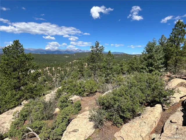 a picture of flowers