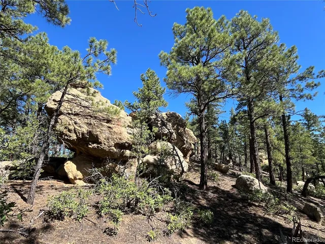 a view of a tree with a yard