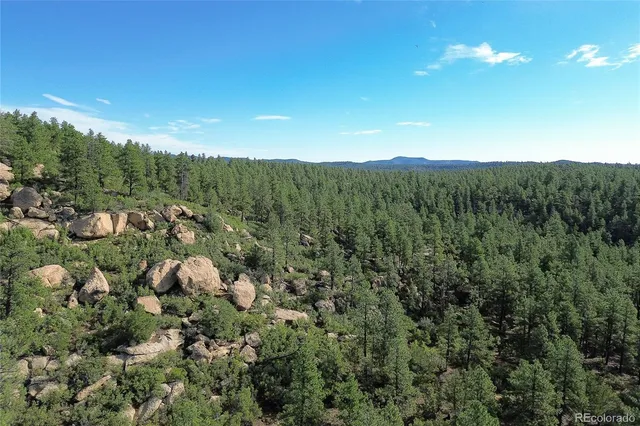 a view of a lush green forest with lush green forest