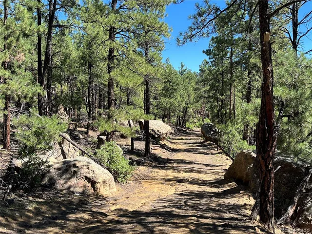 a view of a yard with plants