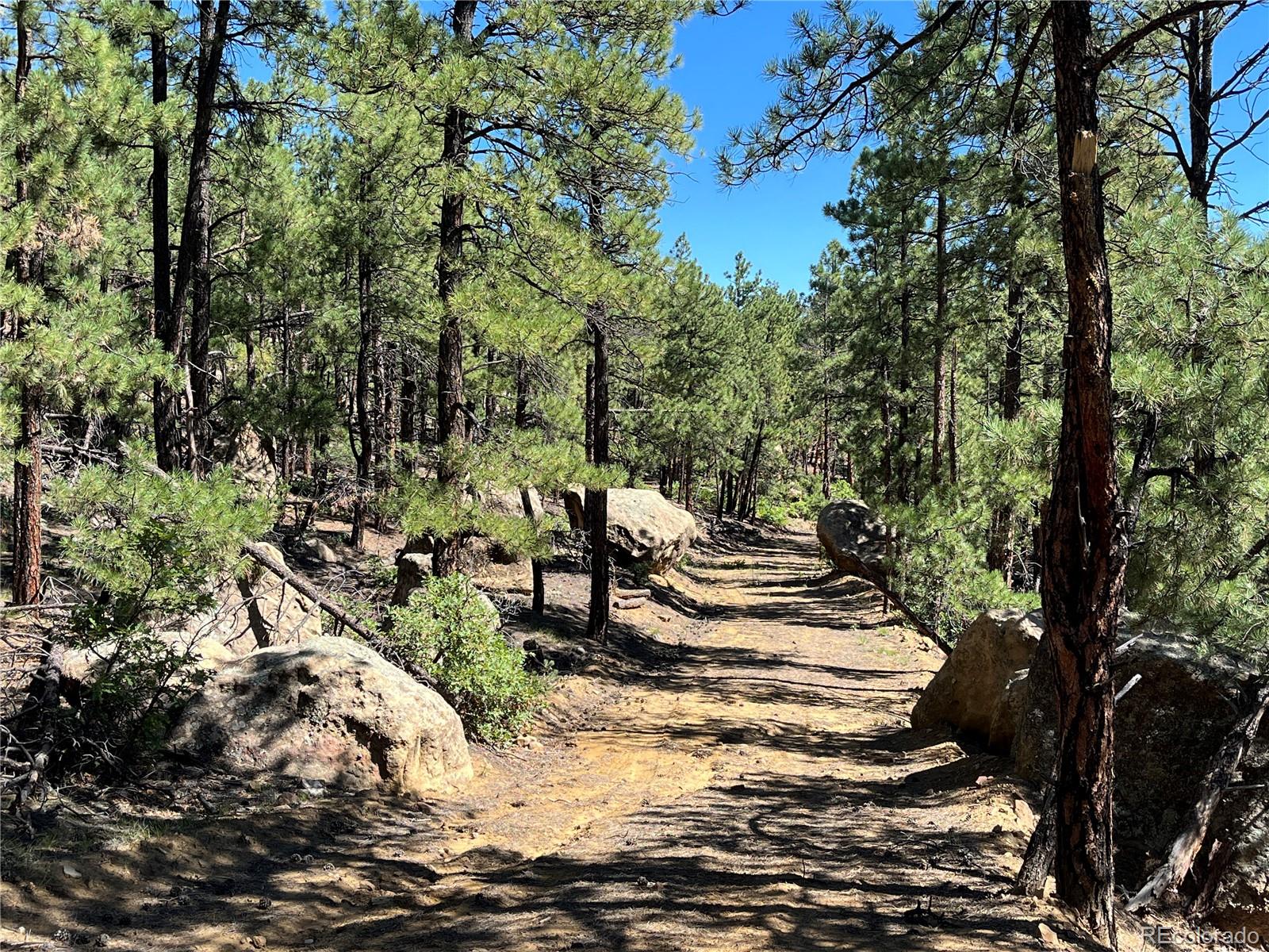 14200 County Road Weston, CO 81091 - Photo 9 of 42 a view of a yard with plants