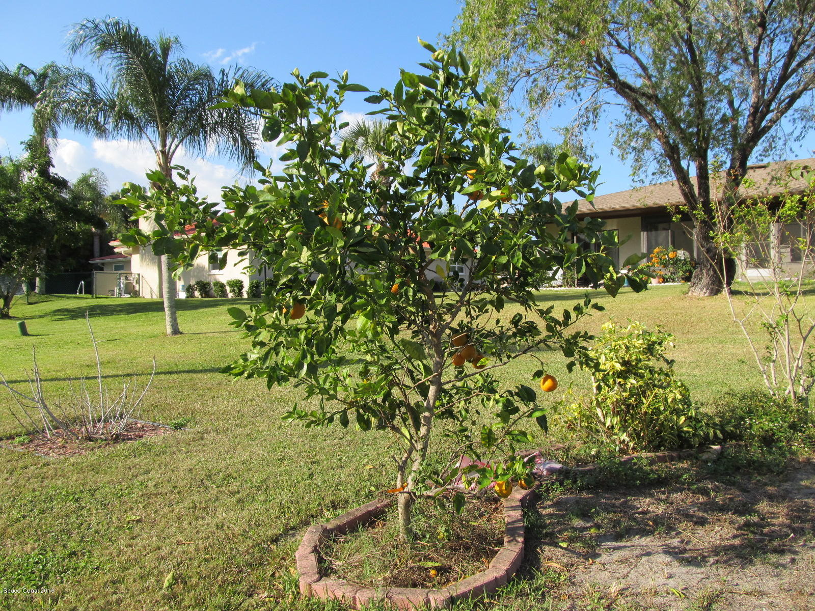 1506 Meadowbrook Road Northeast Palm Bay, FL 32905 - Photo 22 of 24 a view of a garden with a tree