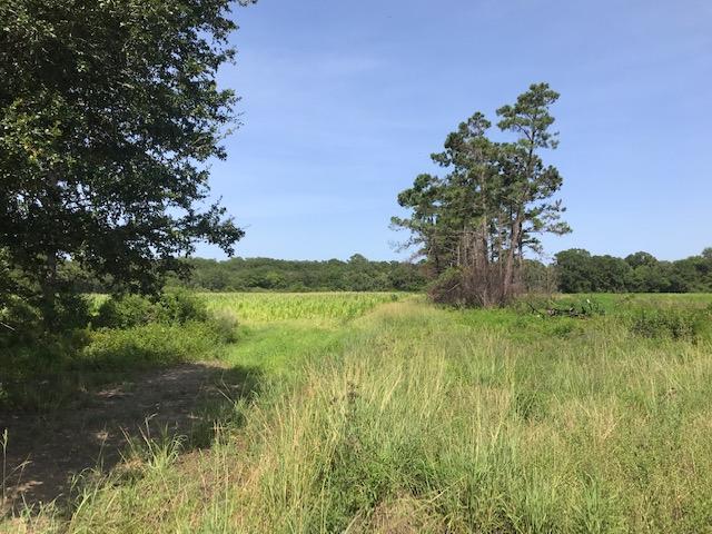 2 Clark Road Edisto Island, SC 29438 - Photo 2 of 7 Additional Photo