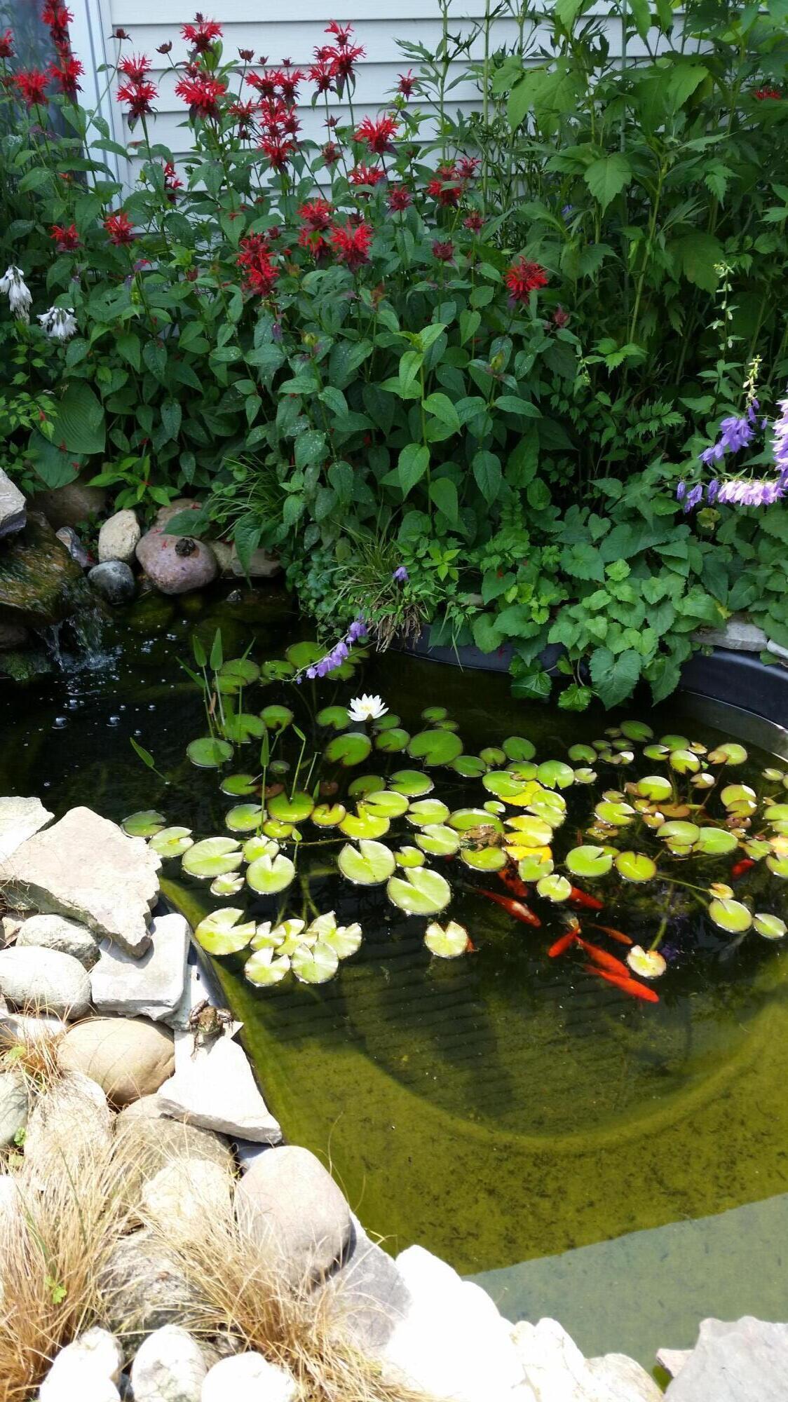 18 West Suttons Ridge Battle Creek, MI 49014 - Photo 41 of 41 Koi Pond